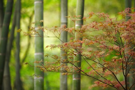 Green Bamboo Forest In Chinaの写真素材