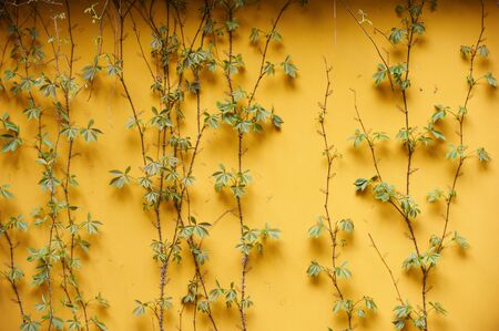 curly ivy on a yellow wallの写真素材