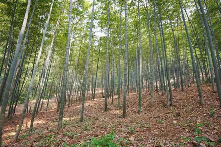 Green Bamboo Forest In Chinaの写真素材