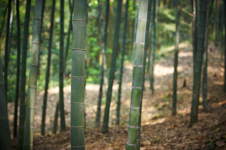 Green Bamboo Forest In Chinaの写真素材
