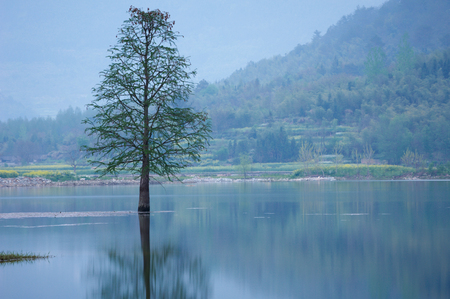flooded lonely tree landscape at springtime. smooth water.の写真素材