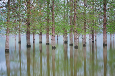 flooded trees landscape at springtime. smooth water.の写真素材