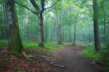 Dirt road path through the forestの写真素材