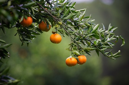 mandarin fruits on a tree. Orange tree. fresh orange on plantの写真素材