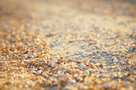Natural sand and shells background