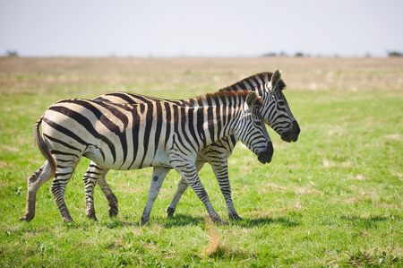Two Zebras grazing in savannahの写真素材