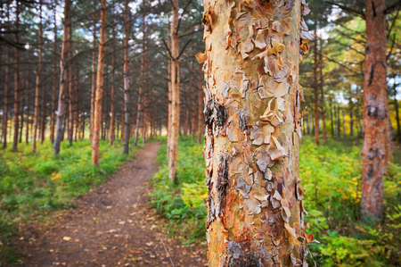 Pine trees and a hiking Path in the forestの写真素材