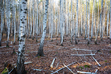 Grove of birch trees in autumnの写真素材