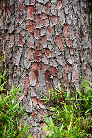bark tree and green grass texture backgroundの写真素材