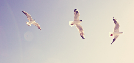 Seagulls flying in the blue skyの写真素材
