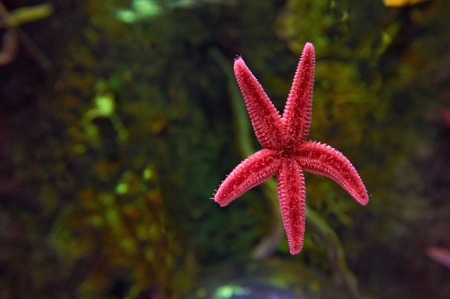 A Starfish on the wall of the aquariumの写真素材
