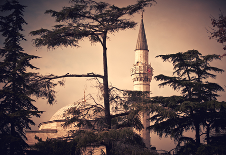 Pines and Minaret of a Firuzaga Mosque in Istanbul. Toned imageの写真素材