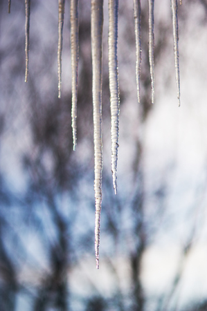 Background of bright transparent icicles in the sunlightの写真素材