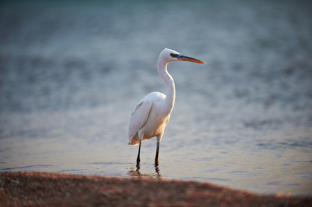 White faced Heron standing on rocky shore on the Red Sea coastの写真素材