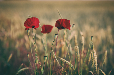 Red poppy flowers fieldの写真素材