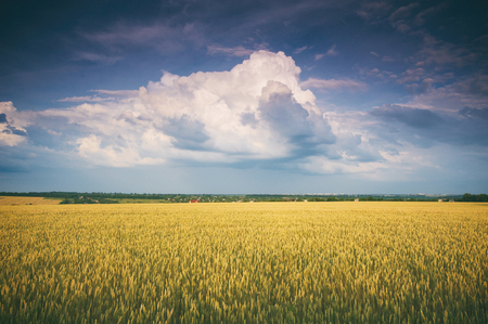 Golden Field and Beautiful Skyの写真素材