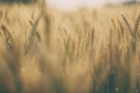 Ripe golden spikelets of wheatの写真素材