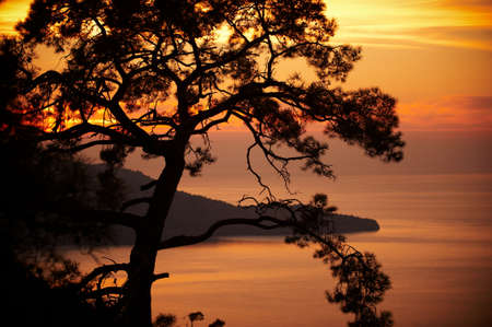 pine on the coast of the sea at sunsetの写真素材