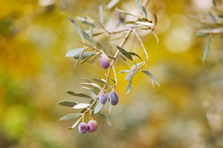 Branch of olive tree with fruits and leaves, natural agricultural food background. vintage styleの写真素材