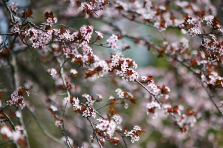 Beautiful blooming cherry tree