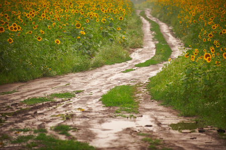 Dirt road in the sunflower field at sunsetの写真素材