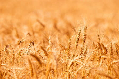 Golden wheat Field closeupの写真素材