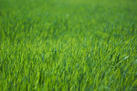 Fresh green grass close up, selective focusの写真素材