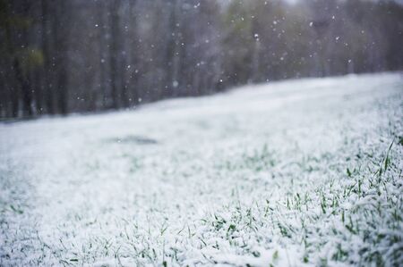 young green grass showing through the snow