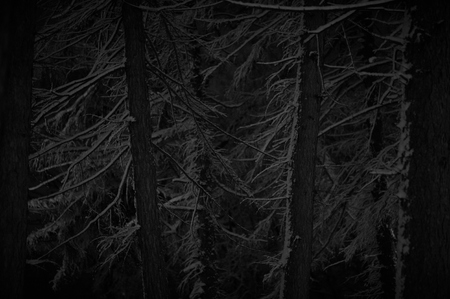 Landscape of spooky winter forest covered by snowの写真素材