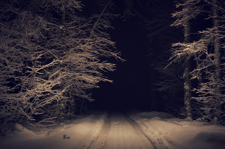 Landscape of spooky winter forest covered by snowの写真素材