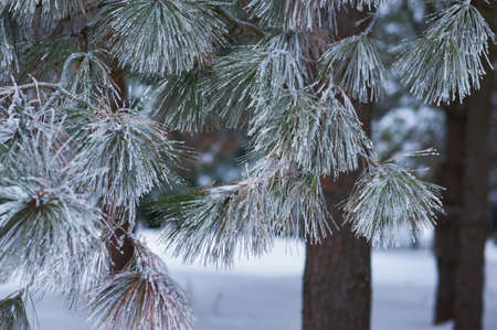 Frosted Pine Needlesの写真素材