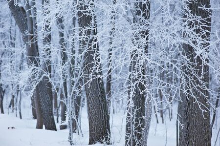 frozen trees in the forest, tree branches covered hoarfrostの写真素材