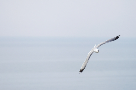 Seagull flying on cloudy white skyの写真素材