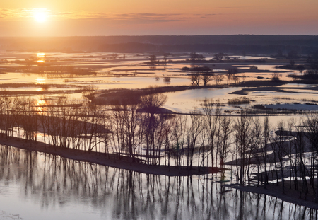 Trees standing in water during a spring high water at sunsetの写真素材