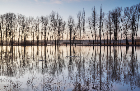 Trees standing in water during a spring high waterの写真素材