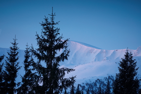 Winter mountains and firs above clouds at sunriseの写真素材