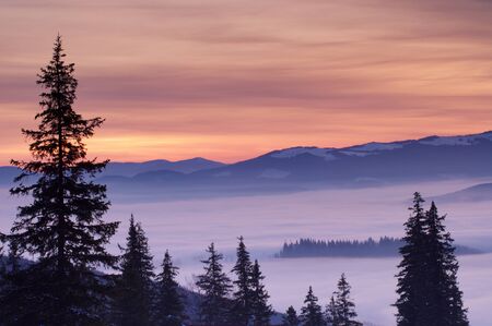 Winter mountains and firs above clouds at sunriseの写真素材