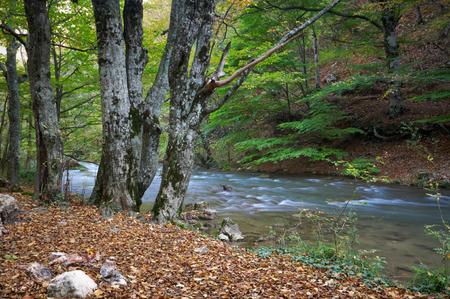 Cascades on a clear creek in a forestの写真素材
