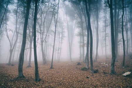 Magic and foggy morning beech forestの写真素材