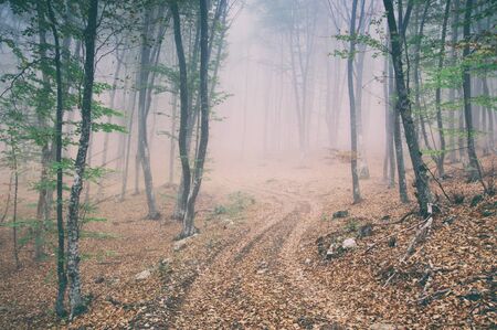 Dirt road in the magic and foggy morning beech forestの写真素材