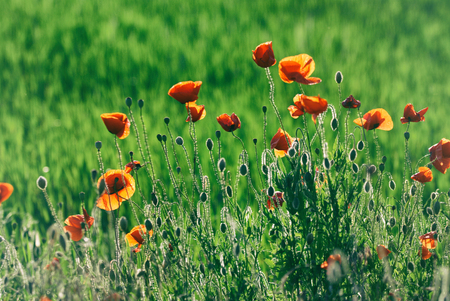 Red poppy flowers field at sunsetの写真素材