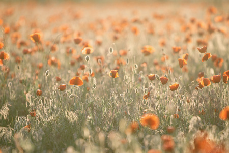 Red poppy flowers field at sunsetの写真素材