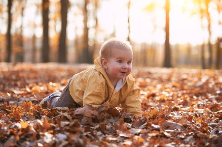 little baby boy crawling among the fallen leaves in the autumn park at sunny dayの写真素材