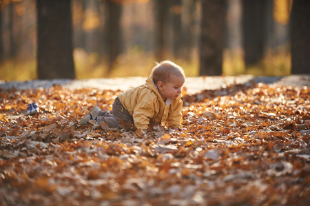 little baby boy crawling among the fallen leaves in the autumn park at sunny dayの写真素材