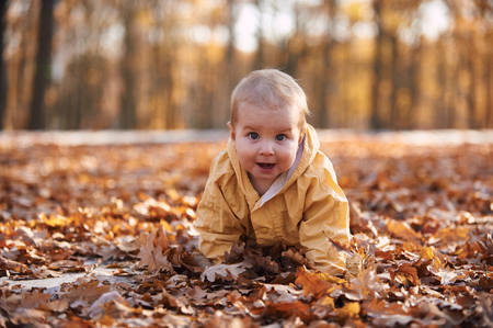 little baby boy crawling among the fallen leaves in the autumn park at sunny dayの写真素材