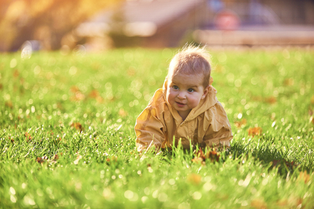 little baby boy crawling among the fallen leaves on the green lawn at sunny dayの写真素材