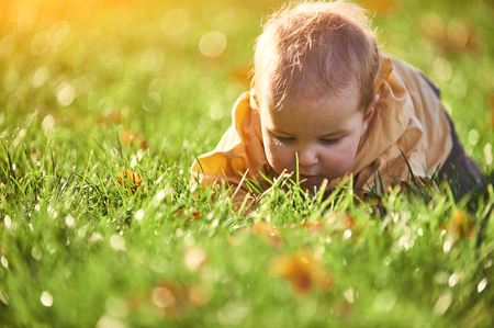 little baby boy crawling among the fallen leaves on the green lawn at sunny dayの写真素材