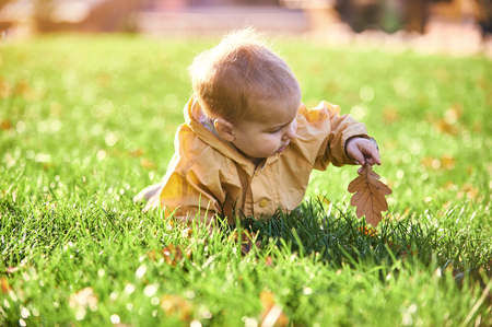 little baby boy crawling among the fallen leaves on the green lawn at sunny dayの写真素材