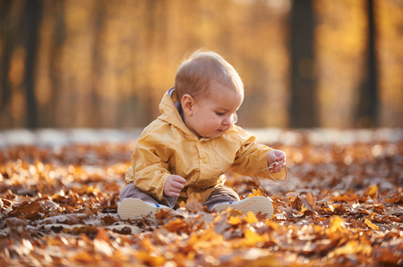 little baby boy crawling among the fallen leaves in the autumn park at sunny dayの写真素材