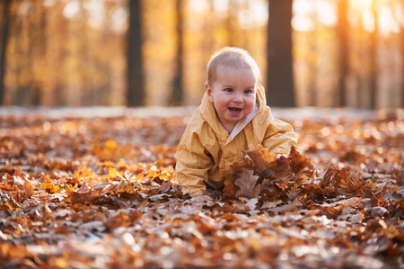 little baby boy crawling among the fallen leaves in the autumn park at sunny dayの写真素材